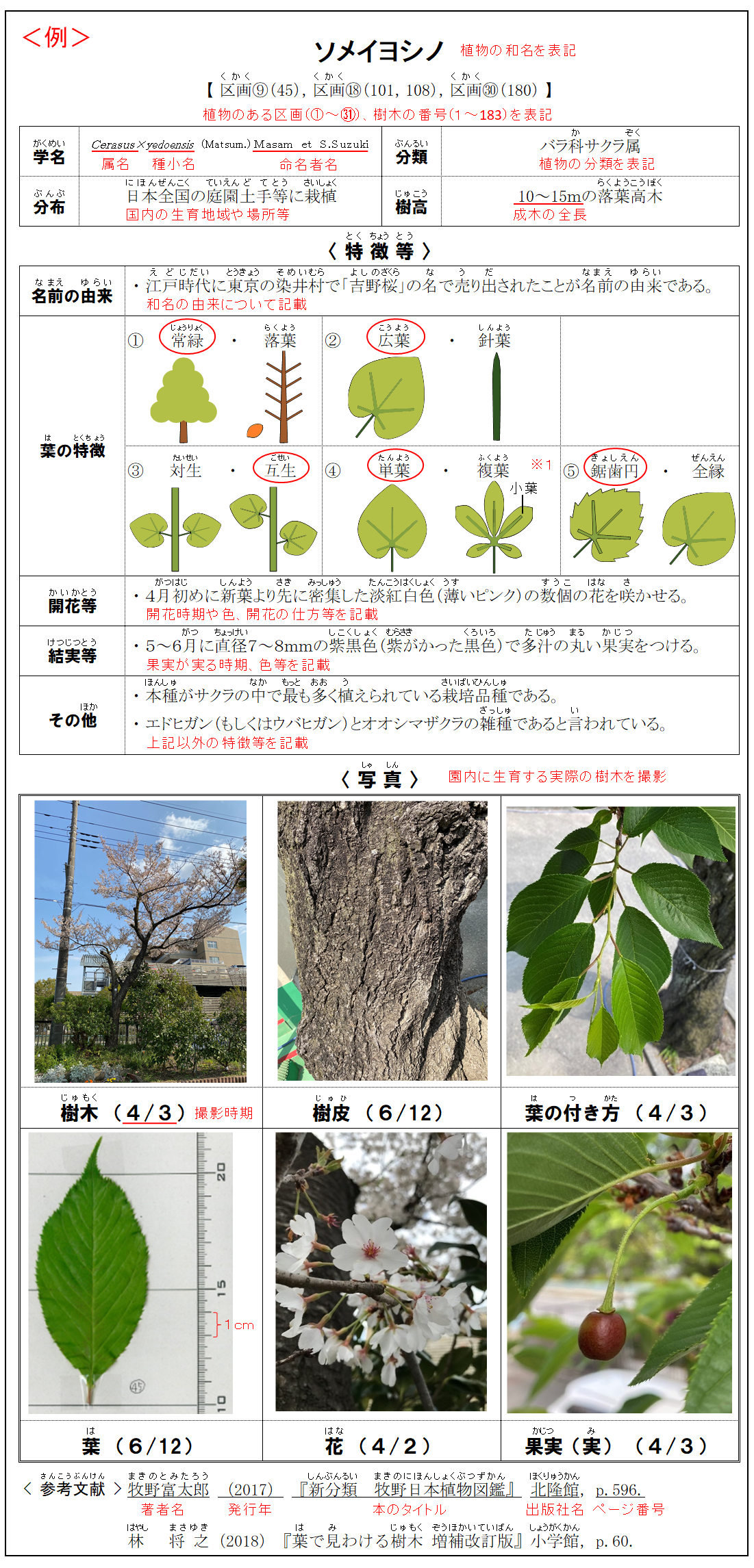 樹木の説明書の見方 | 山梨大学附属幼稚園 植物マップ